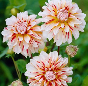 Peaches and Cream Dinnerplate Dahlia