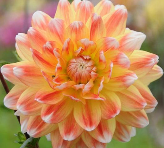 Peaches and Cream Dinnerplate Dahlia
