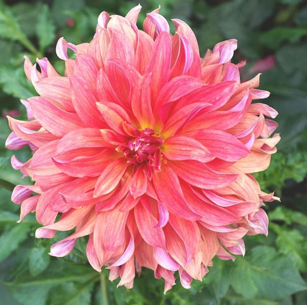 Penhill Watermelon Dinnerplate Dahlia Bulb - Blue Buddha Farm