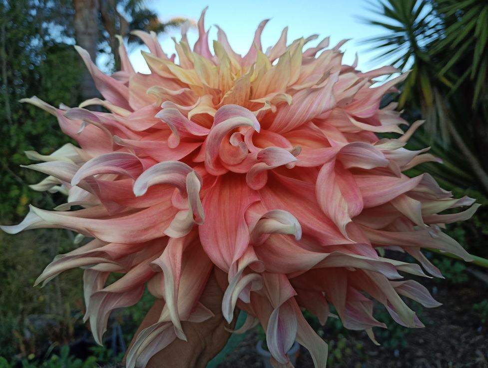 Blue Buddha Farm Penhill Watermelon Dahlia - Thumbnail 2