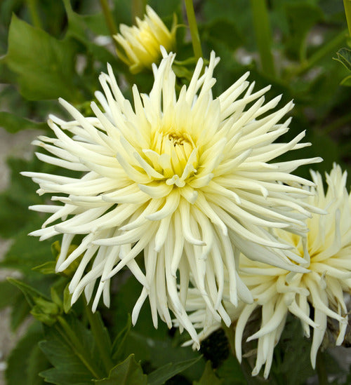 Playa Blanca Cactus Dahlia Bulb - Blue Buddha Farm