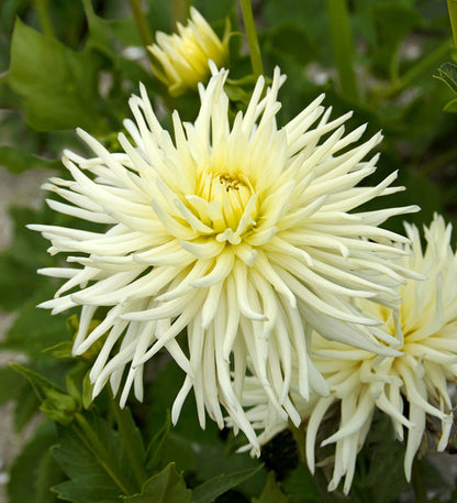 Playa Blanca Cactus Dahlia Bulb - Blue Buddha Farm