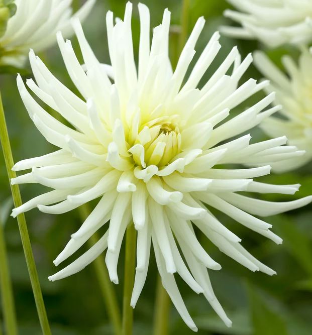 Playa Blanca Cactus Dahlia Bulb - Blue Buddha Farm