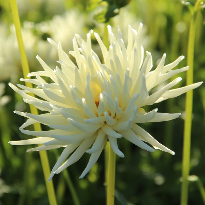 Playa Blanca Cactus Dahlia Bulb - Blue Buddha Farm