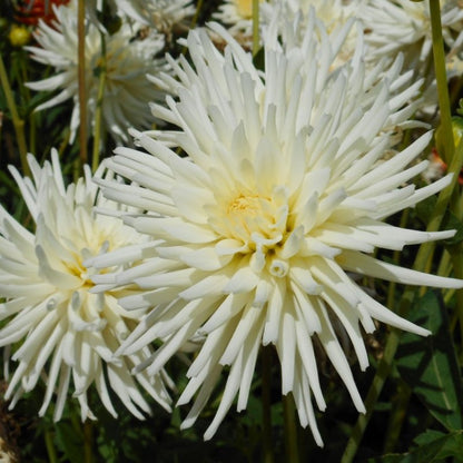 Playa Blanca Cactus Dahlia Bulb - Blue Buddha Farm