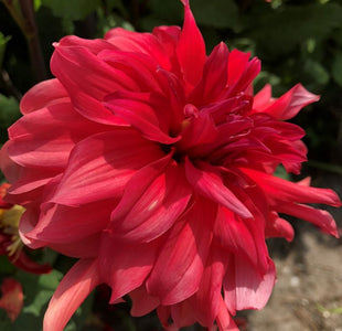Red Labyrinth Decorative Dahlia