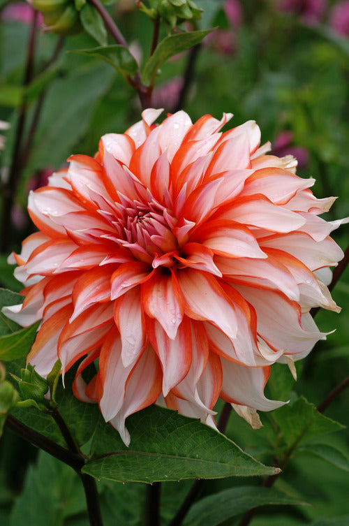 Santa Claus Dinnerplate Dahlia - Blue Buddha Farm