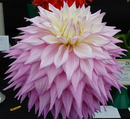 Sir Alfred Ramsey Dinnerplate Dahlia Bulb - Blue Buddha Farm