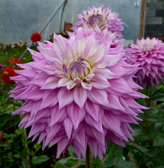 Sir Alfred Ramsey Dinnerplate Dahlia Bulb - Blue Buddha Farm