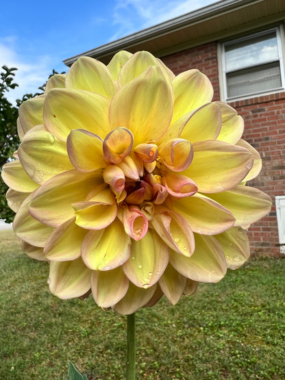 Summer Sunset Dinnerplate Dahlia Bulb - Blue Buddha Farm