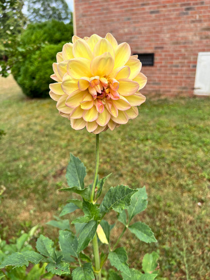 Summer Sunset Dinnerplate Dahlia Bulb - Blue Buddha Farm