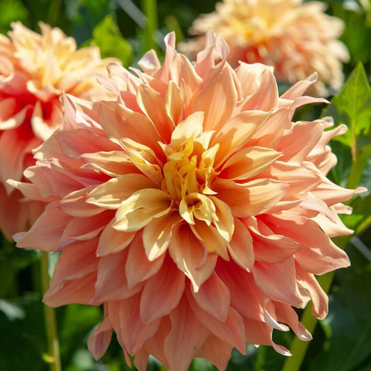 Tyrell Decorative Dahlia - PREORDER - Blue Buddha Farm