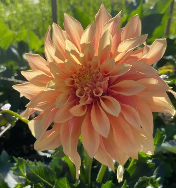 Tyrell Decorative Dahlia - PREORDER - Blue Buddha Farm