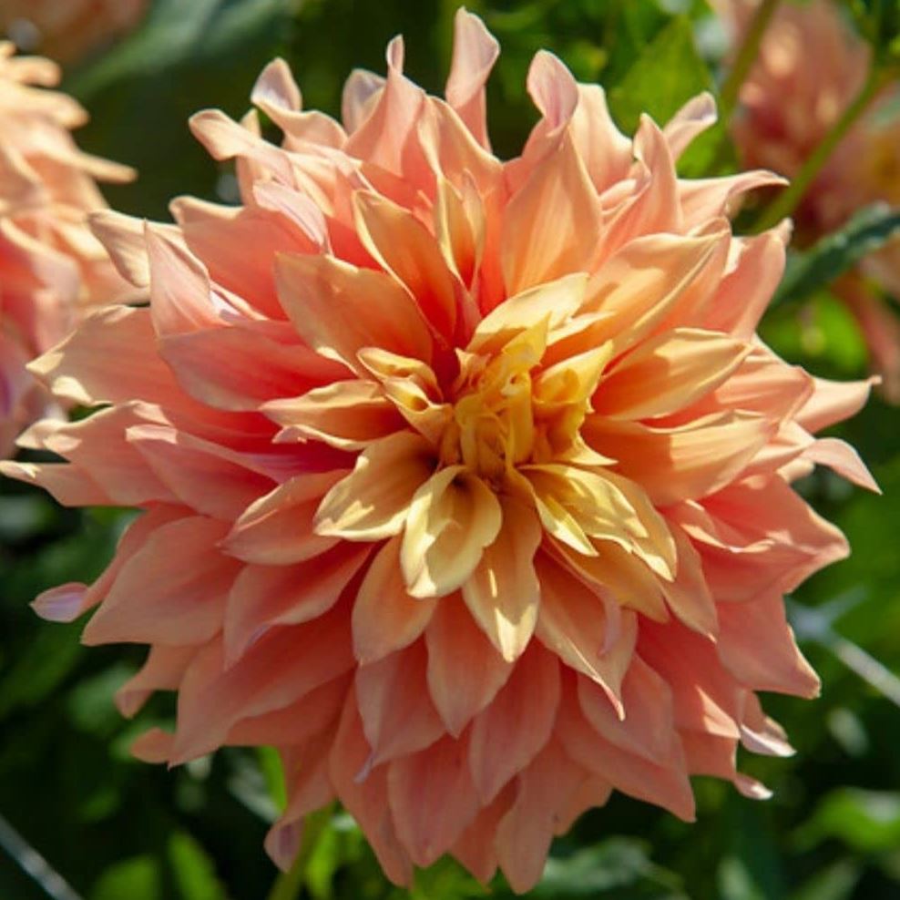 Tyrell Decorative Dahlia - PREORDER - Blue Buddha Farm