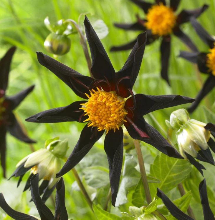 Verrones Obsidian Orchid Dahlia - Blue Buddha Farm