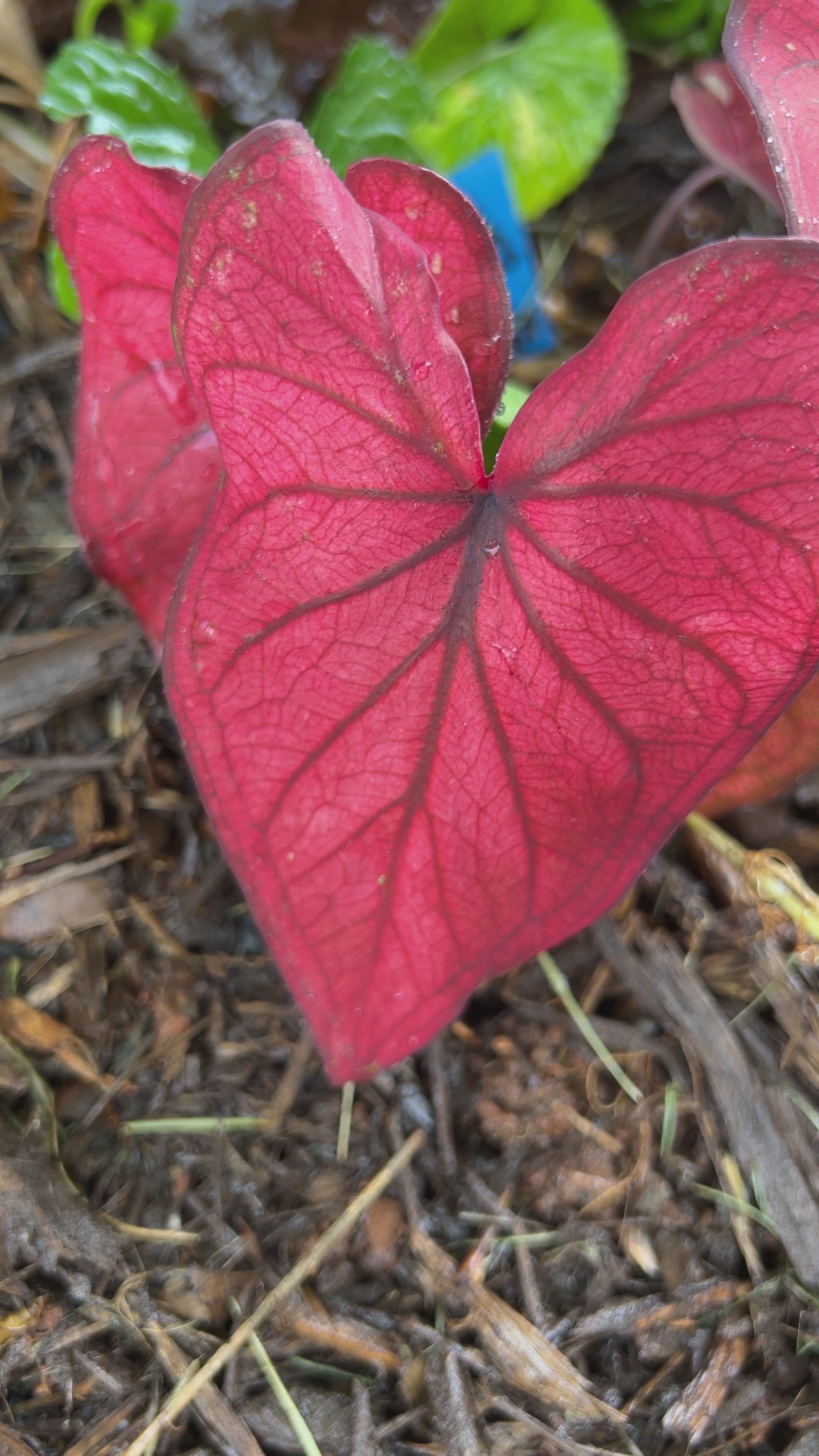 Desert Sunset Caladium (2 bulbs)