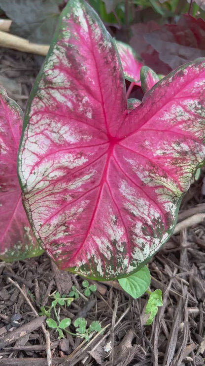 Summer Breeze Caladium (2 Bulbs)