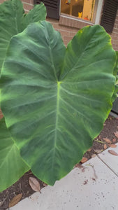 Colocasia Taro Elephant Ear Image