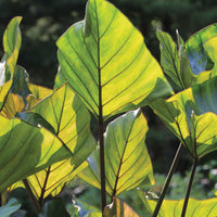 Teacup Colocasia