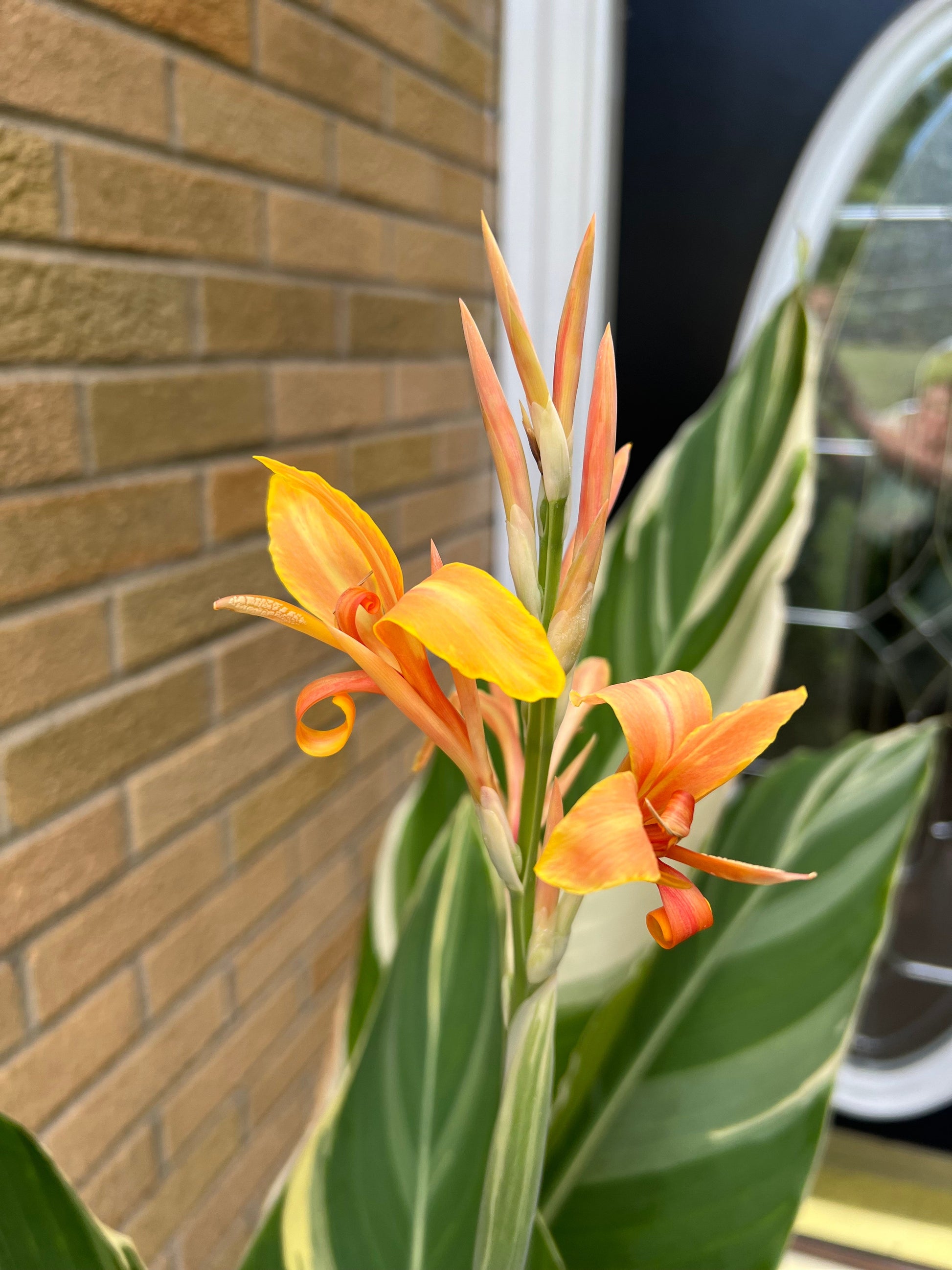 white canna lily plant Canna Lily Stuttgart