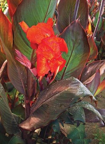 Red King Humbert Canna Lily Rhizome Bulb - Blue Buddha Farm