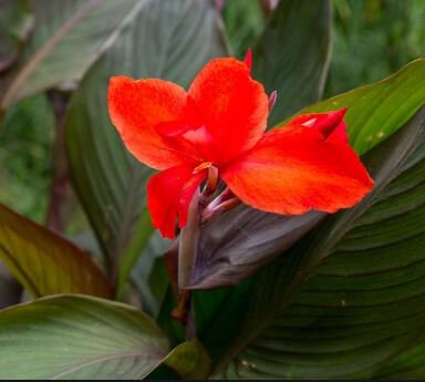 Red King Humbert Canna Lily Rhizome Bulb - Blue Buddha Farm