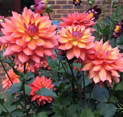 Firepot Dinnerplate Dahlia - Blue Buddha Farm