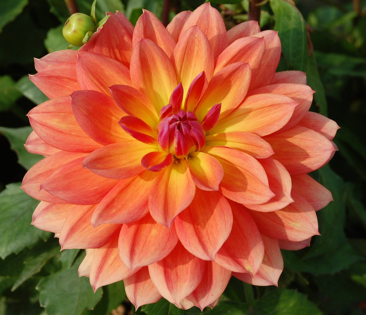 Firepot Dinnerplate Dahlia - Blue Buddha Farm