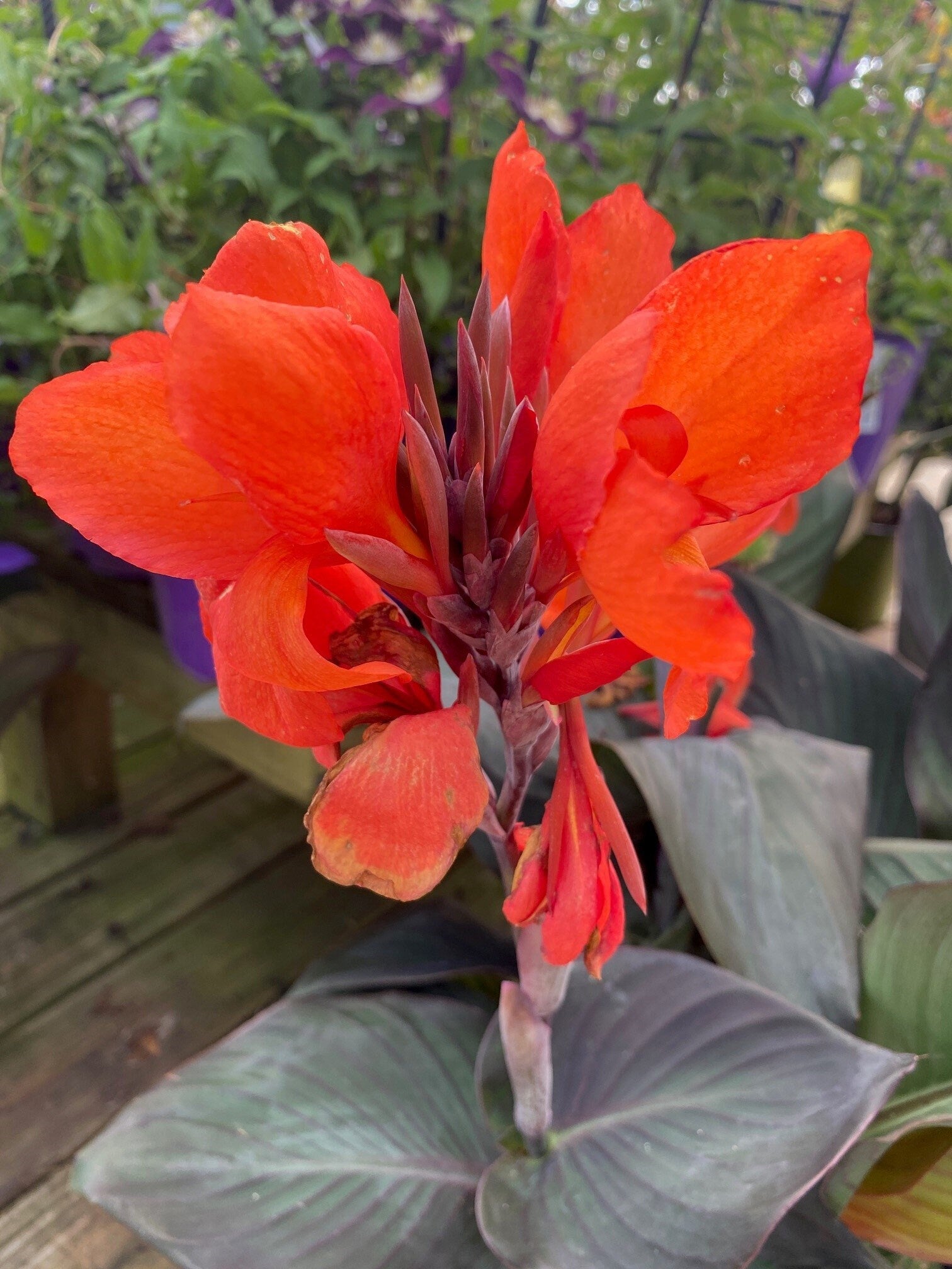 Red King Humbert Canna Lily Rhizome Bulb - Blue Buddha Farm