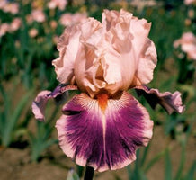 Iris Cherry Blossom Song