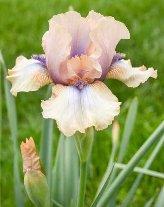 Concertina Bearded Iris - Blue Buddha Farm