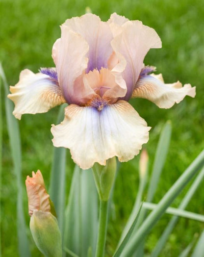Concertina Bearded Iris - Blue Buddha Farm