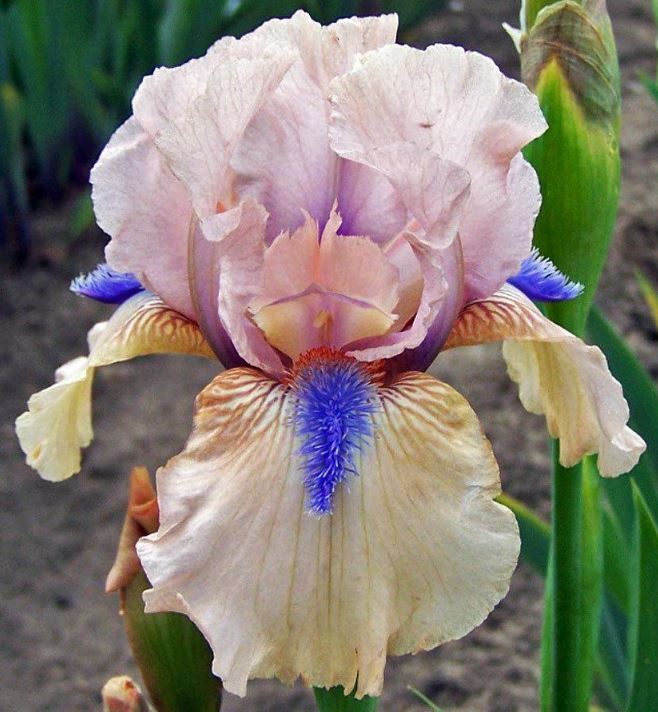 Concertina Bearded Iris - Blue Buddha Farm