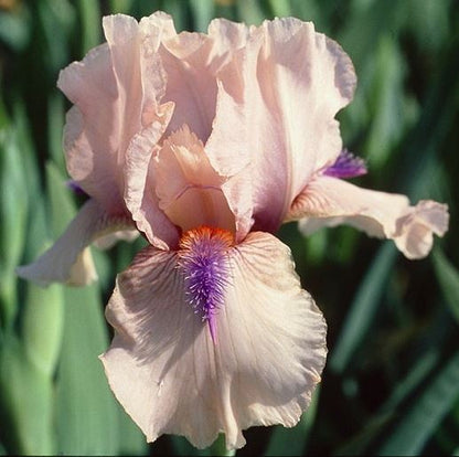 Concertina Bearded Iris - Blue Buddha Farm