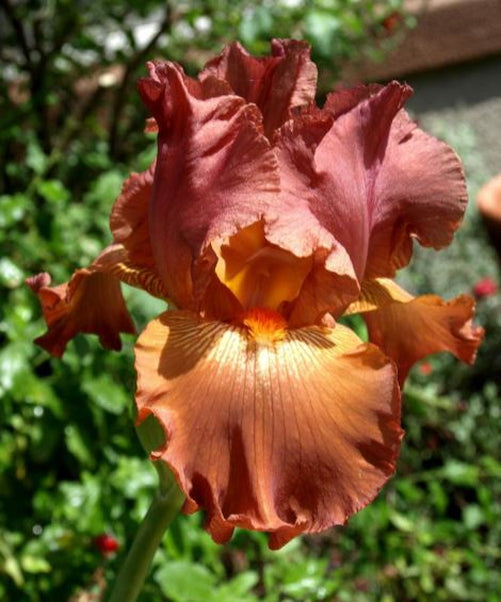 Copper Classic Bearded Iris - Blue Buddha Farm
