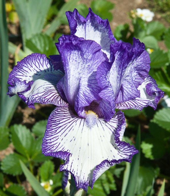 'Hemstitched' Bearded Iris - Blue Buddha Farm