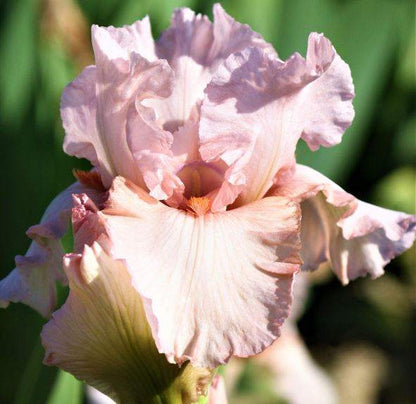 Bearded iris Pink Attraction with pale blush-pink ruffled petals, warm peach tones, and a small orange beard.